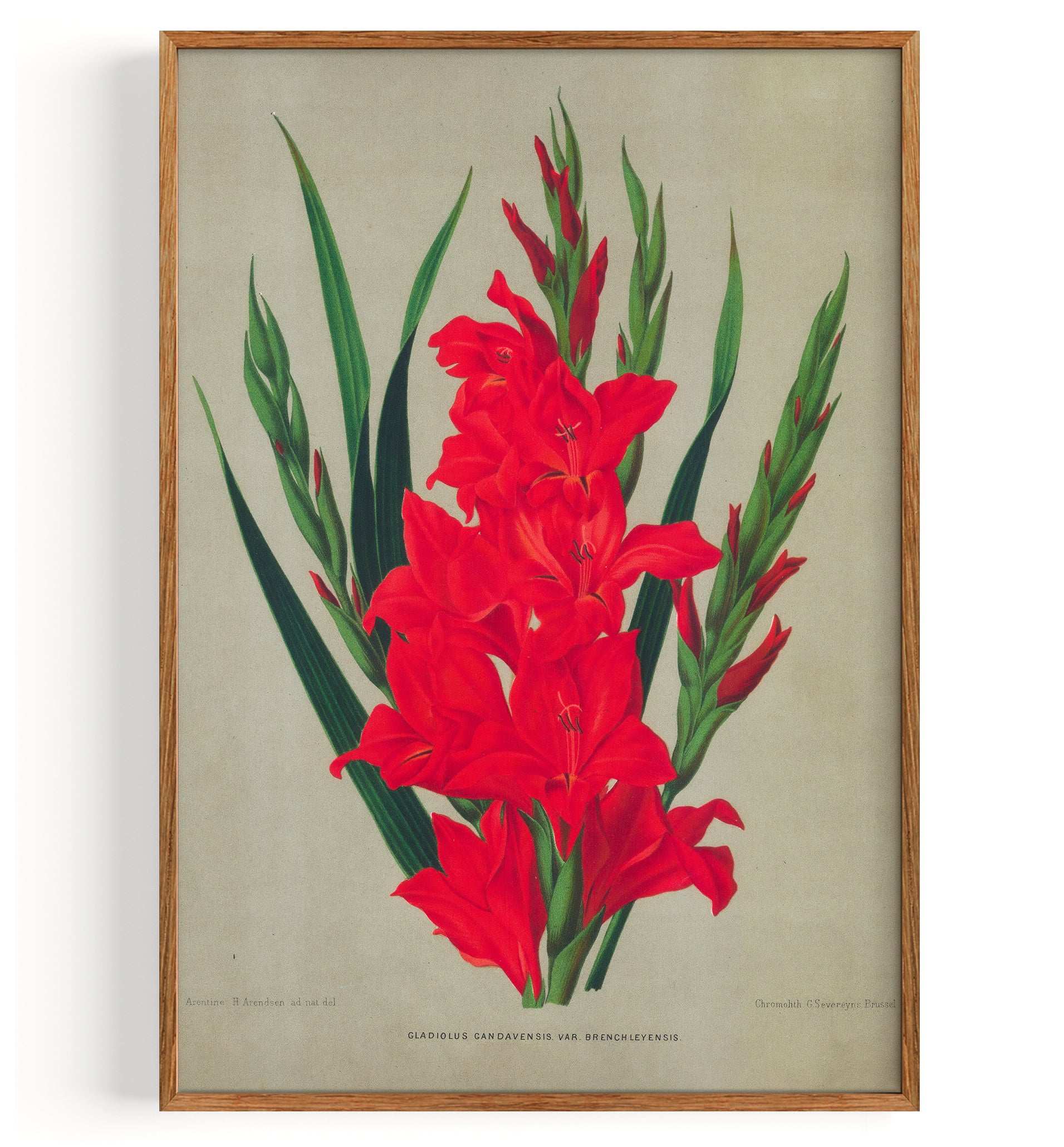 Gladiolus (1880)