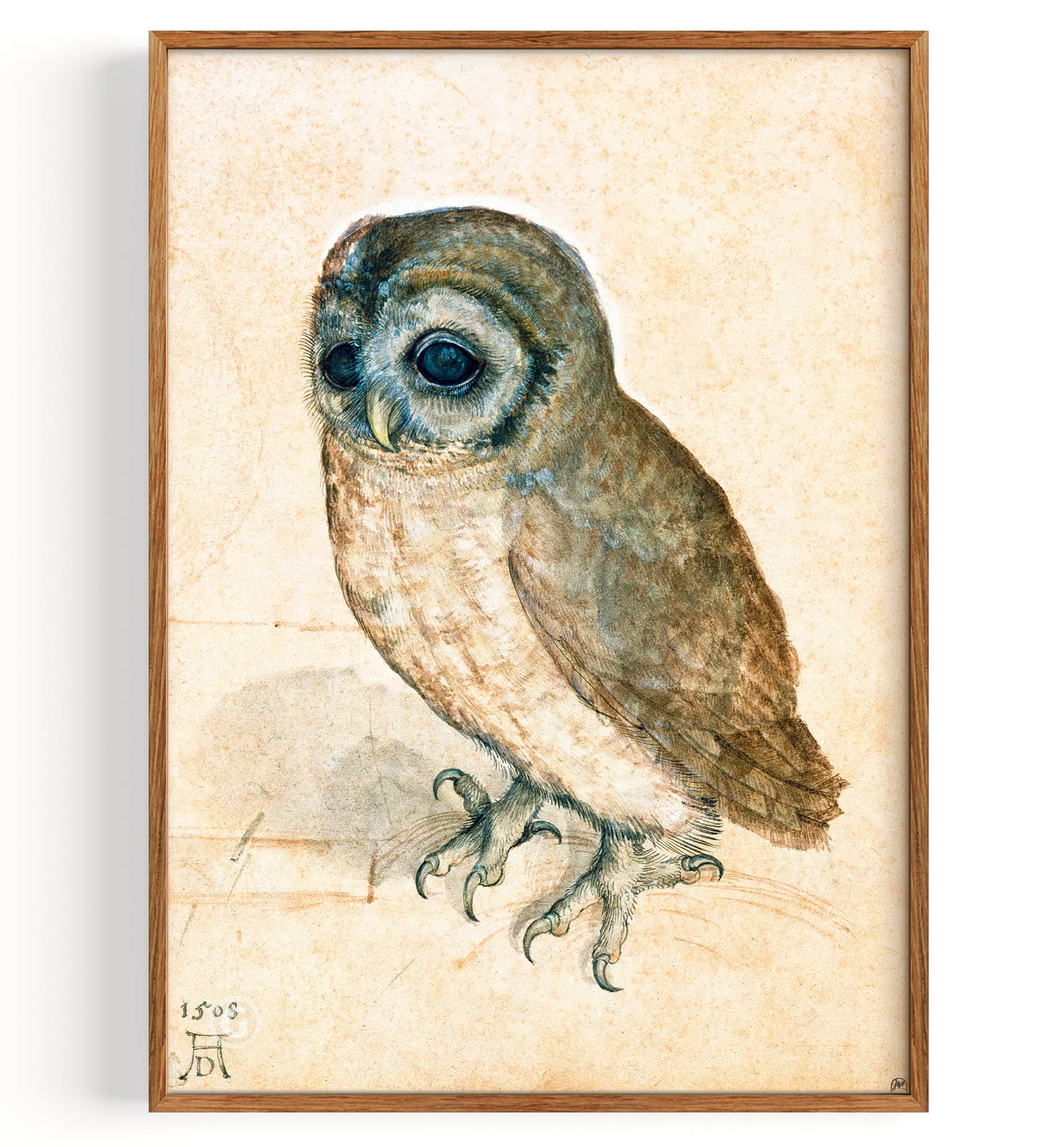 Little Owl (1471-1528)