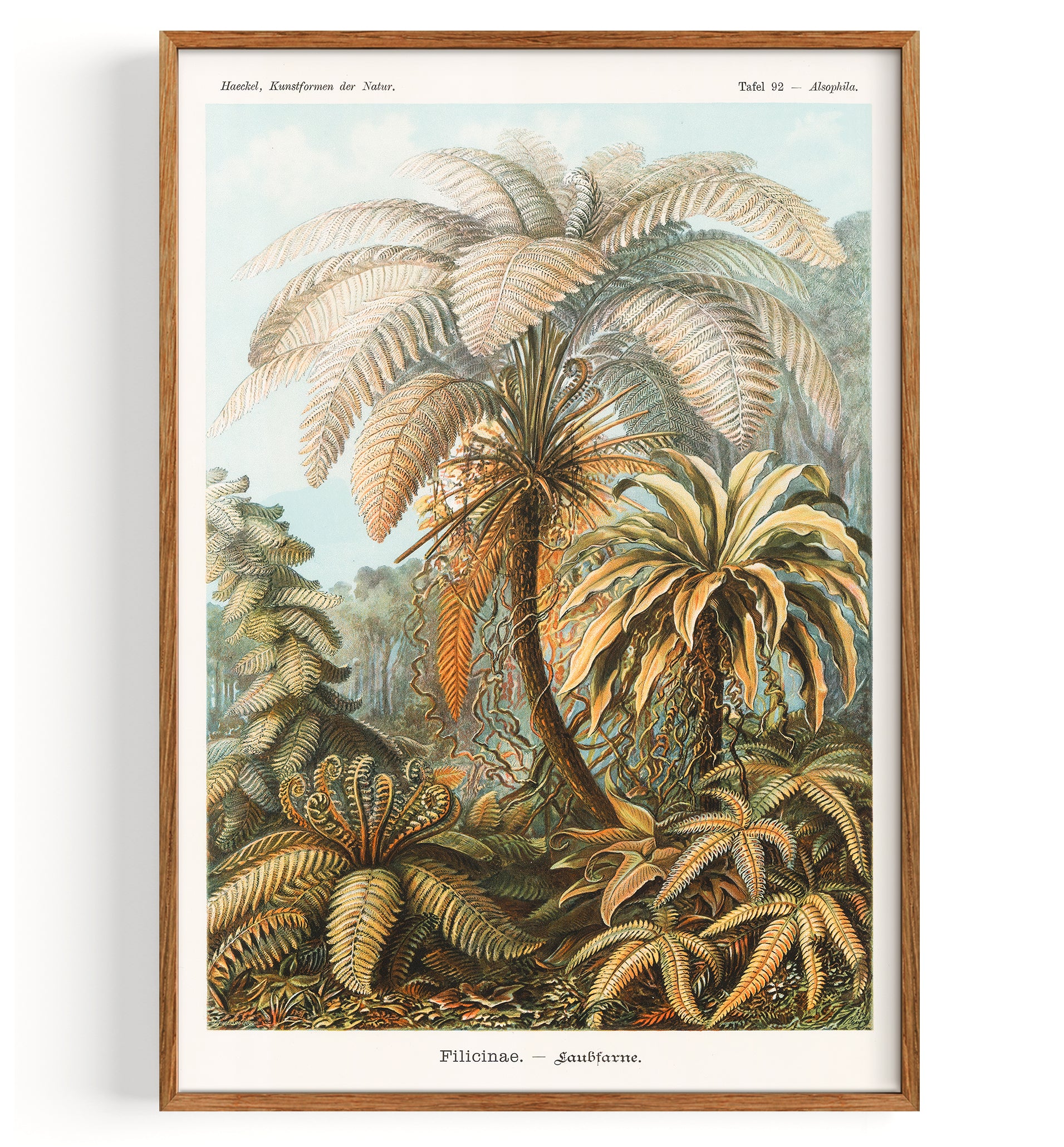 Ferns (1904)