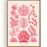 Rhodophyta Røde Alger (1904)