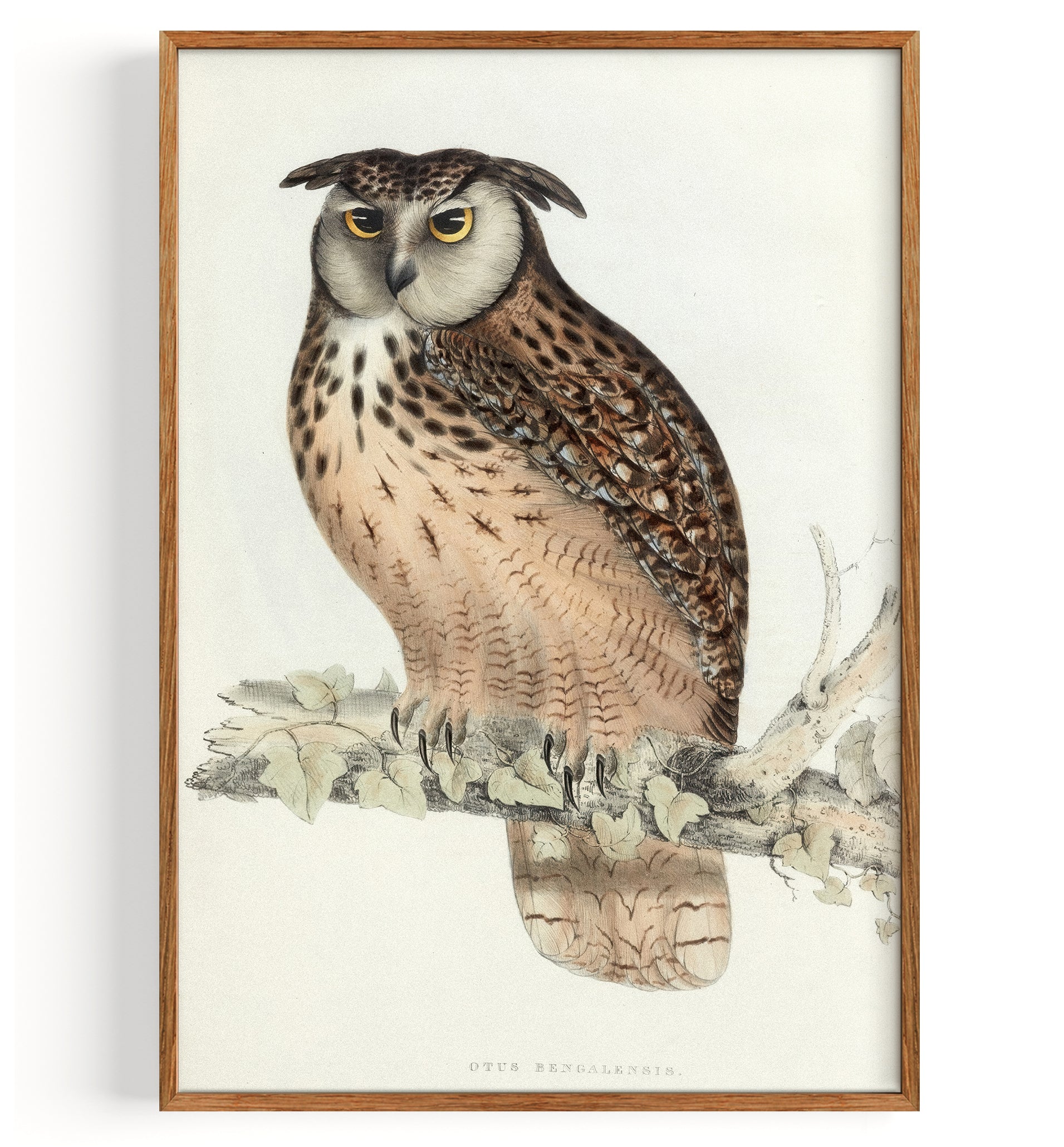 Otus Bengalensis (Bengal eagle owl) (1832)