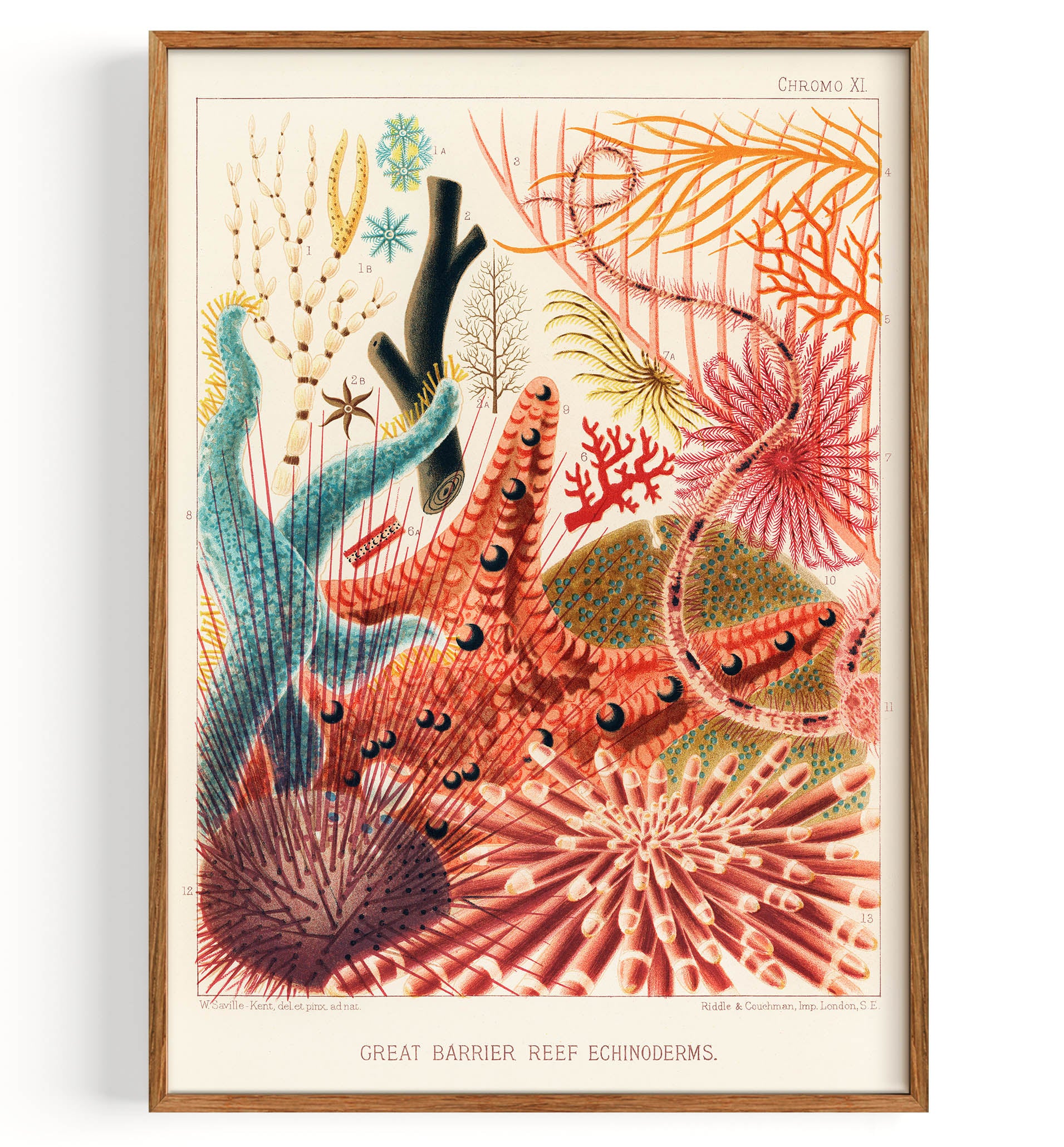 Great Barrier Reef Echinoderms from The Great Barrier Reef of Australia (1893)