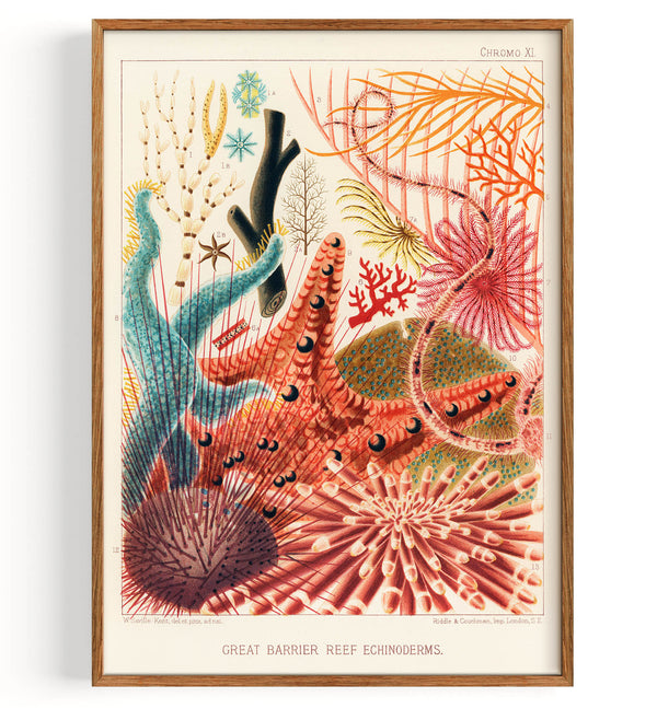 Échinodermes de la Grande Barrière de corail de la Grande Barrière de corail d'Australie (1893)
