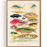 Fisk fra Great Barrier Reef fra Great Barrier Reef i Australien II (1893)