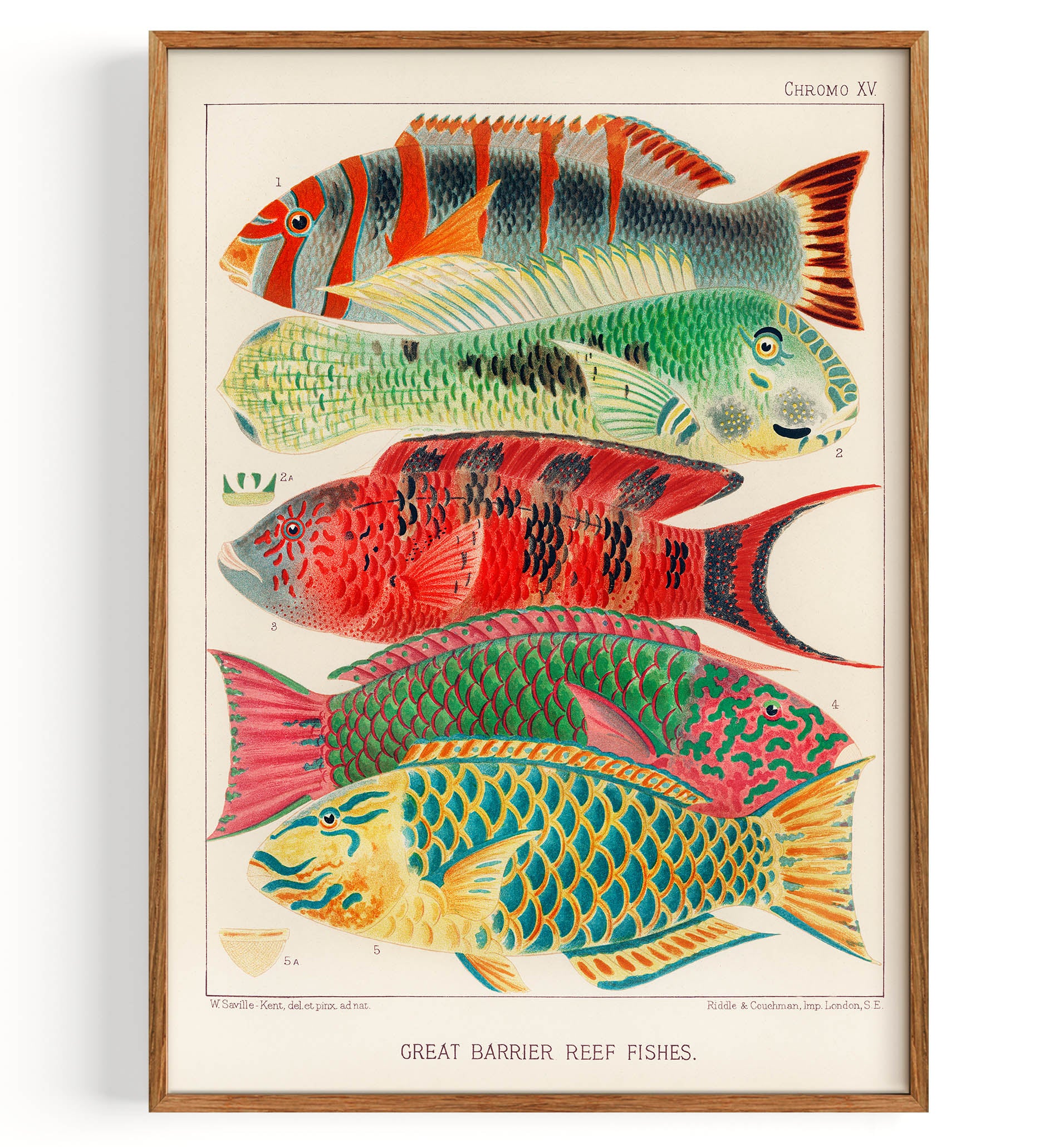 Great Barrier Reefe Corals Iii (1893) by William Saville Kent Fine
