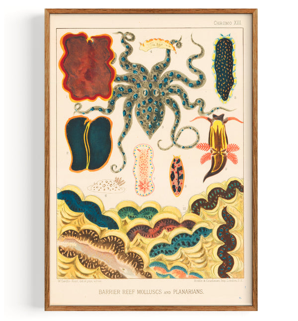 Poulpes, mollusques et planaires de la Grande Barrière de corail (1893)