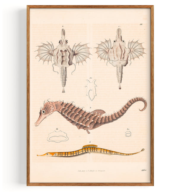Hippocampe, poisson-dragon et poisson-syphon (1845)