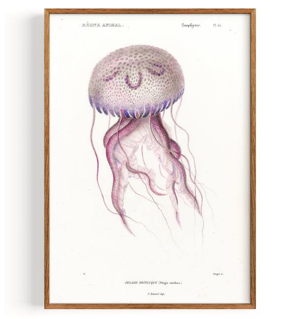 Méduse Mauve Stinger (1849)