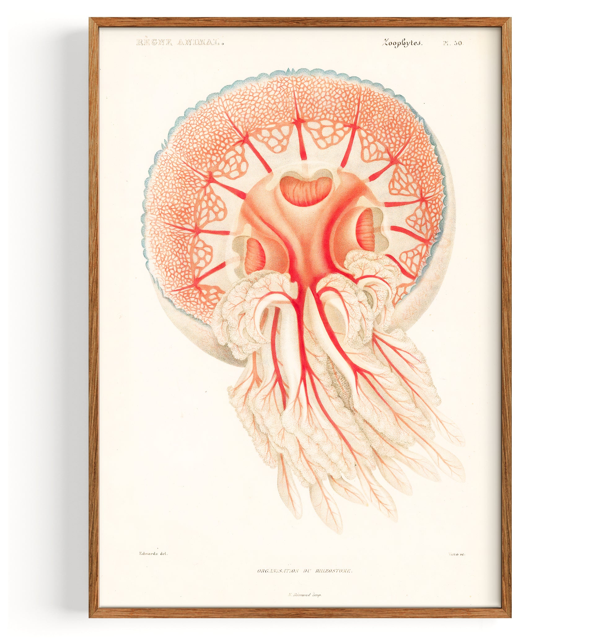Méduse Rhizostoma (1849)