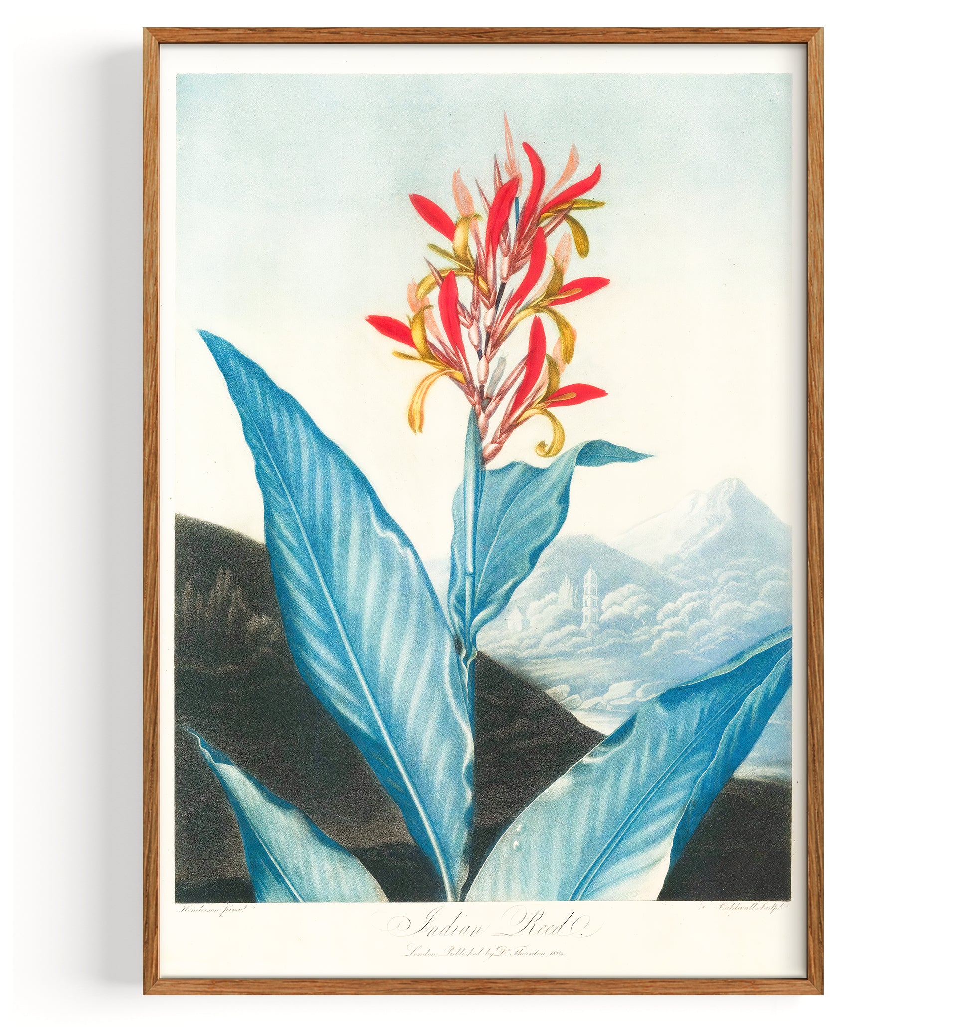 Indian Reed (1804)