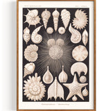 Coquillages Foraminifères (1904)