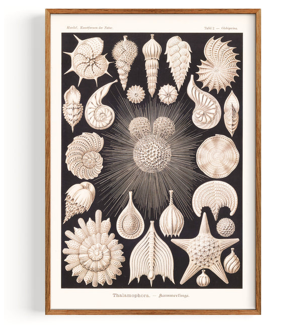 Coquillages Foraminifères (1904)