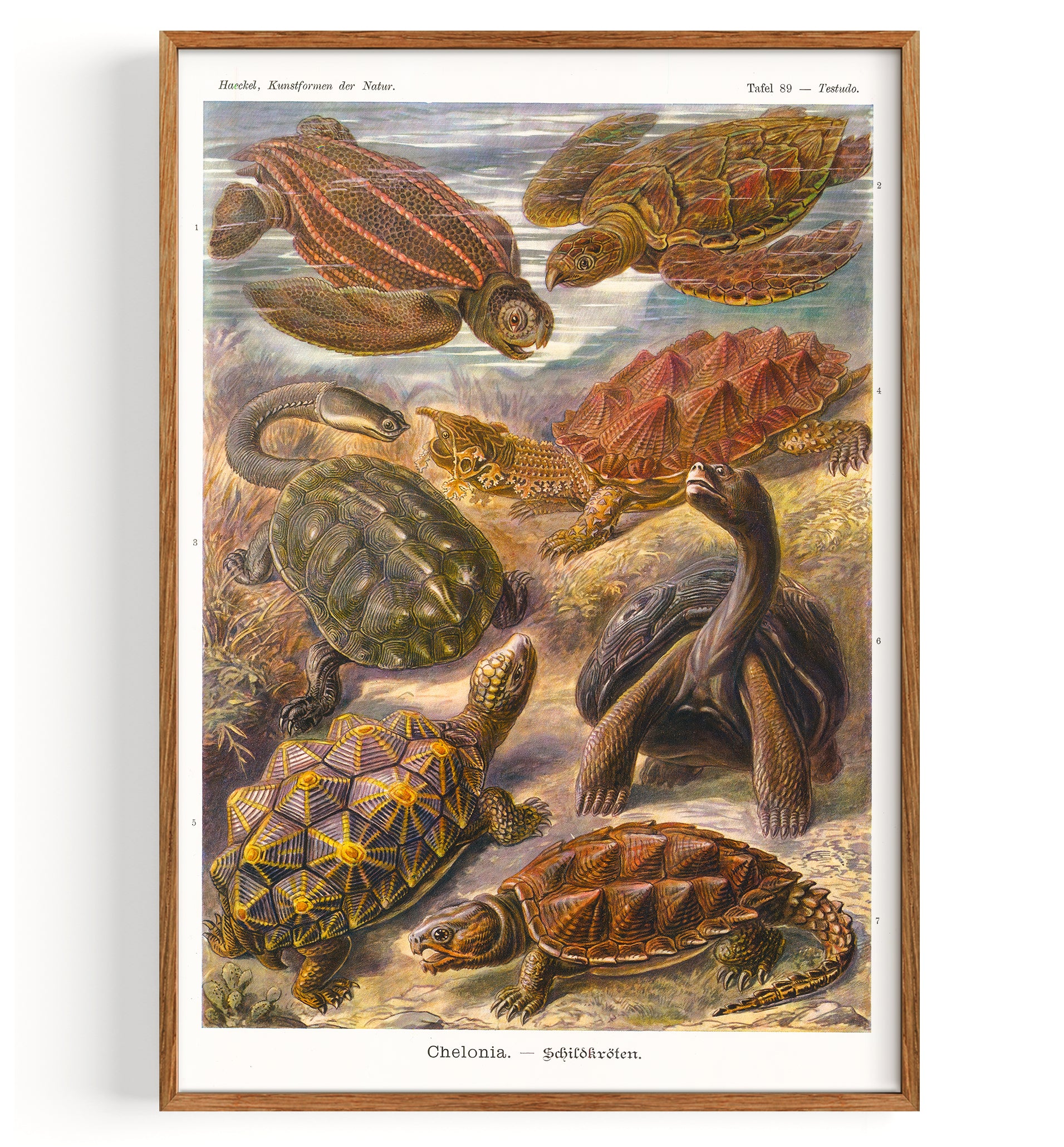 Turtles Sea Turtles (1904)
