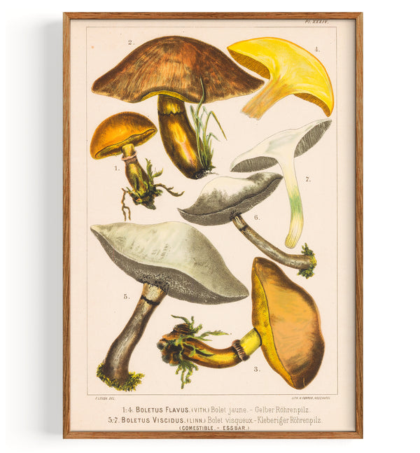 Champignons Greville S et Sticky Boletus (1890)