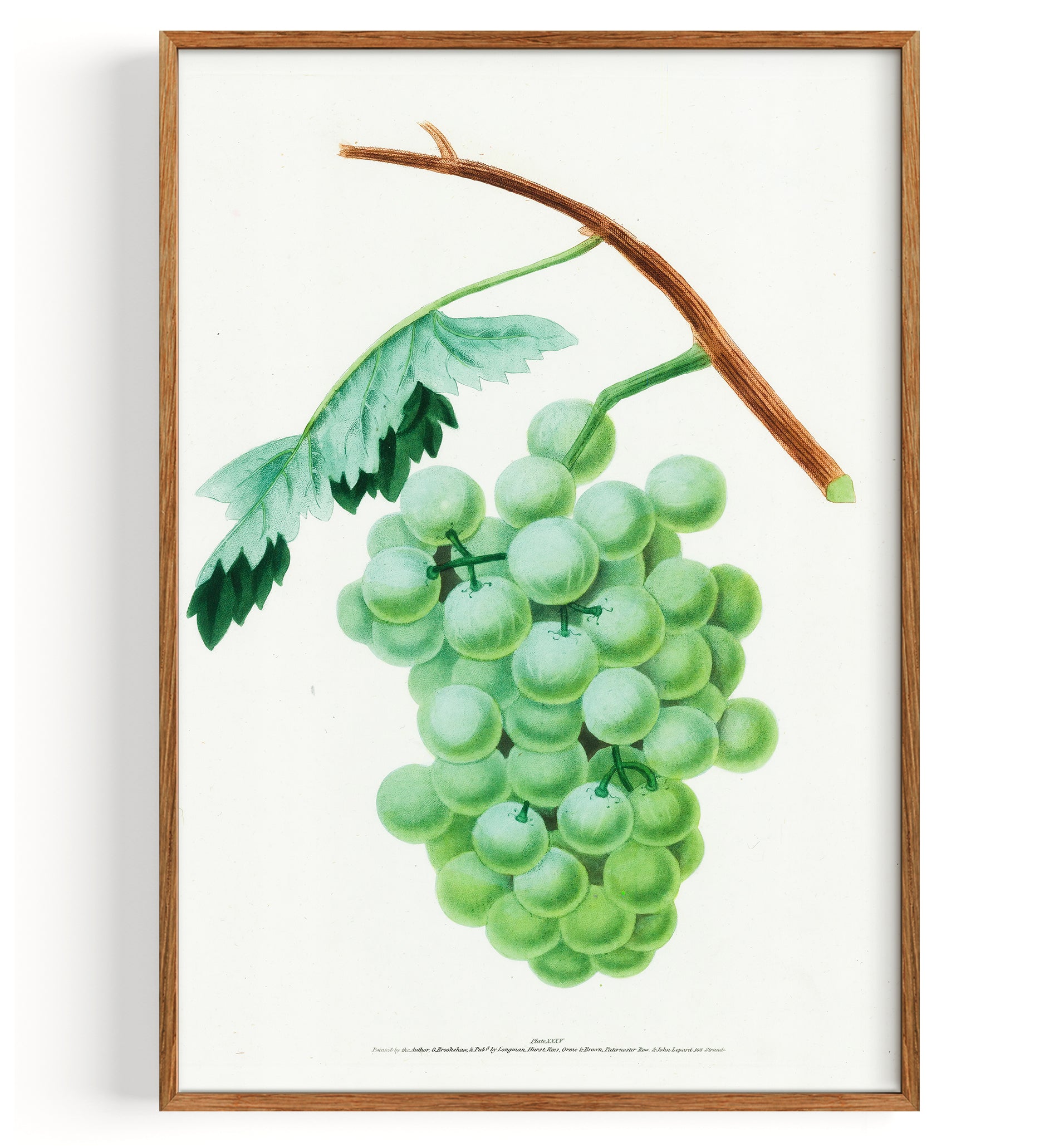 Grapes White Sweet Water Grape (1817)