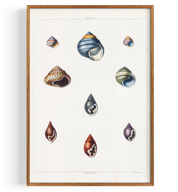 Coquillages Univalves (1811)