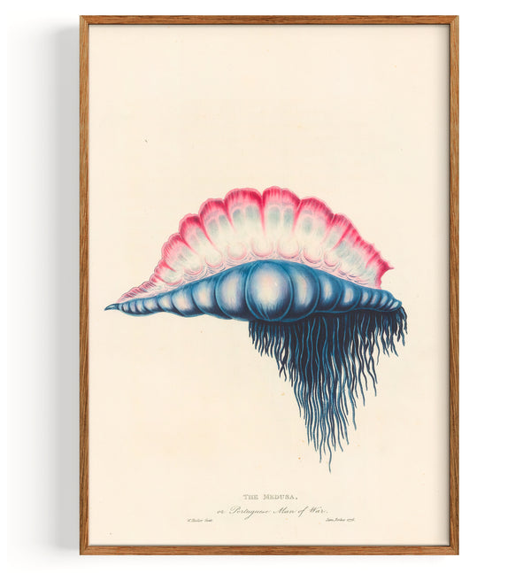 Medusa Hydrozoan (méduse) - Galère portugaise (1813)