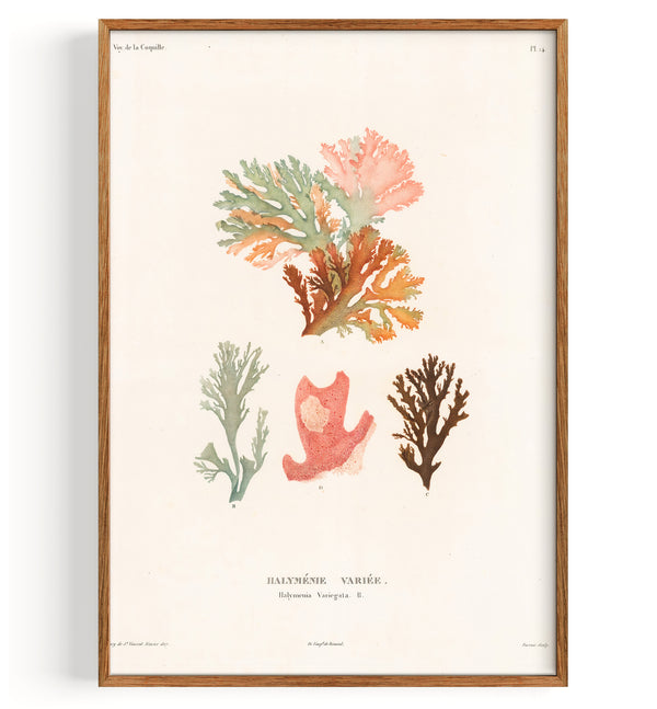 Algues Algues rouges (1827)