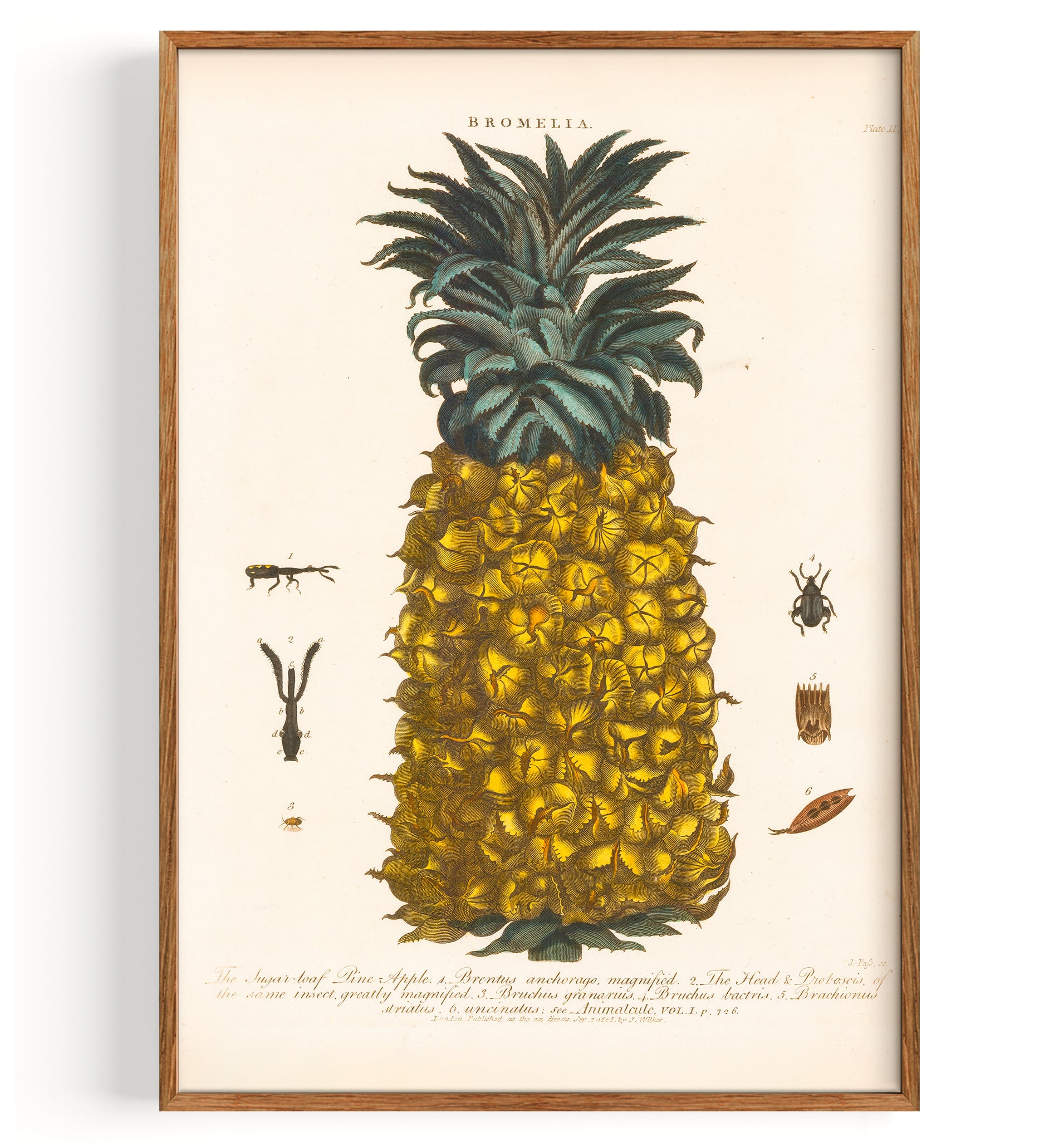 Ananas (1810)