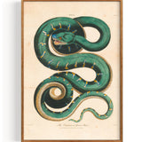 Snake Boa Constrictor (1810)