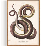 Snake Viper II (1810)