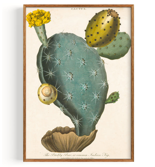 Cactus Figue de Barbarie (1829)