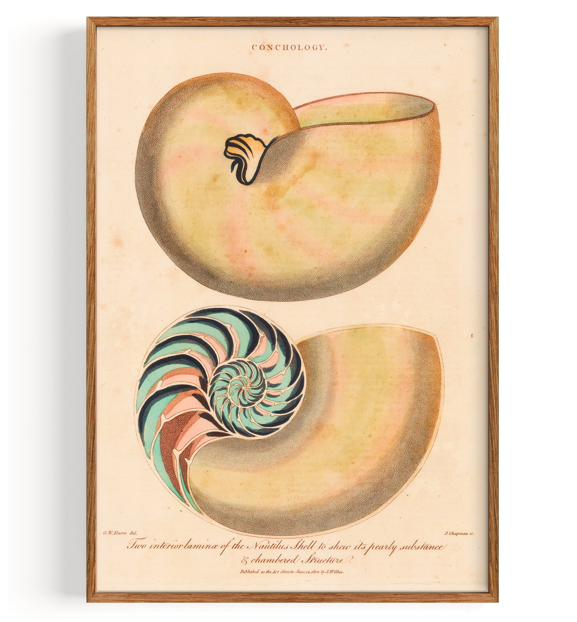 Shells Nautilus Pearl Oysters And Mussels (1798)