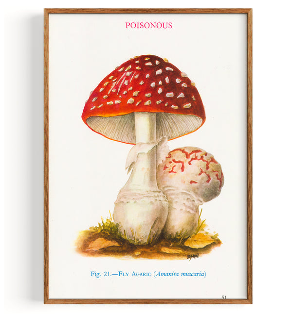 Champignons Amanite tue-mouches (1947)