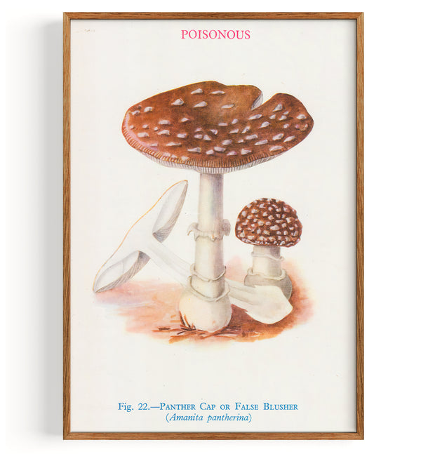 Champignons Panthère ou Fausse Fard à Joues (1947)
