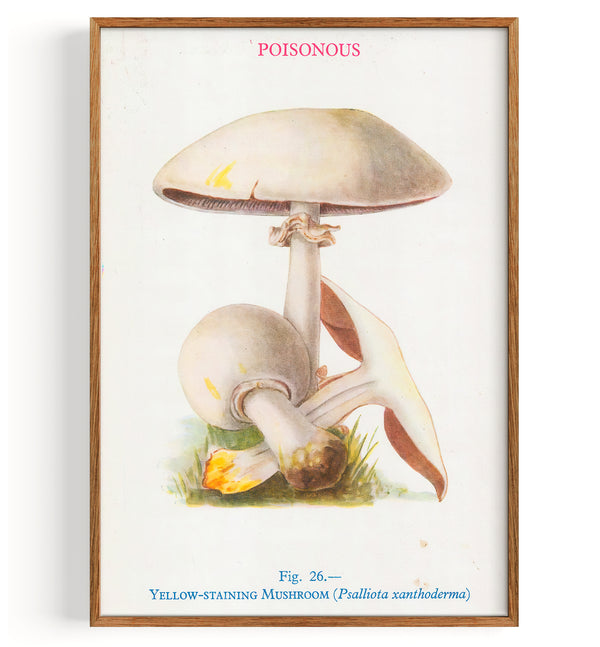 Champignons Taches jaunes (1947)