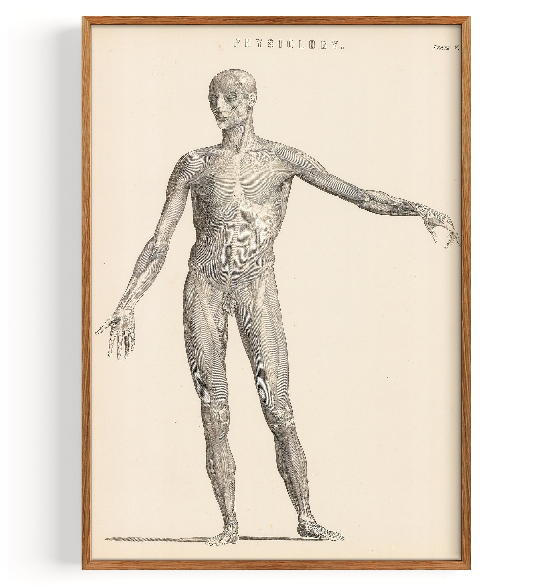 Anatomy Myology (1860)
