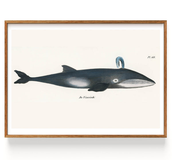 Baleine d'après les images d'histoire naturelle des mammifères (1824)