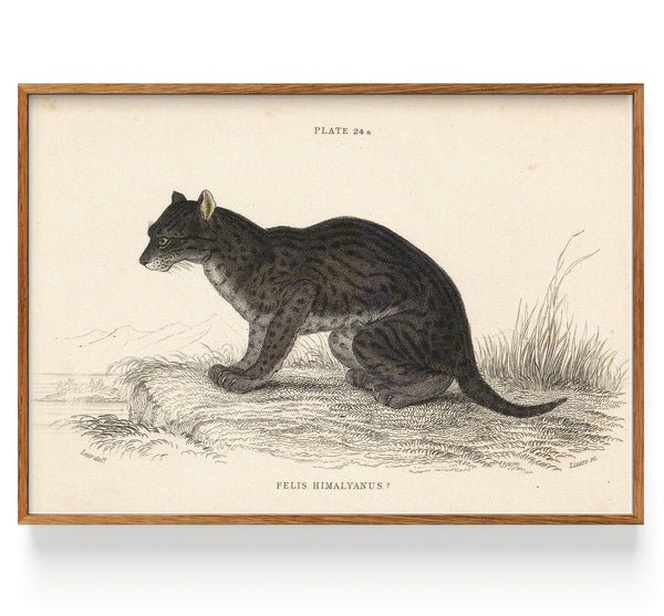 Serval de l'Himalaya (1834)