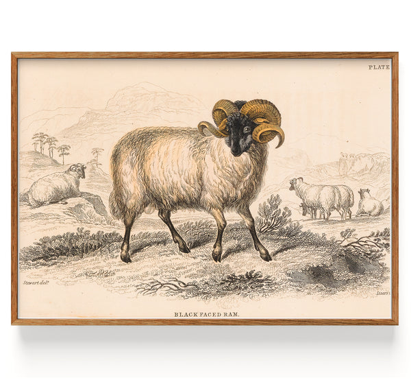 Mouton Bélier à face noire (1843)