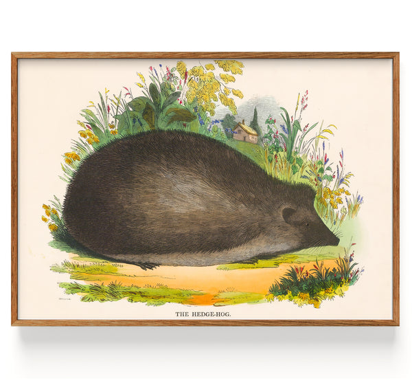Hérisson Spck (1847)