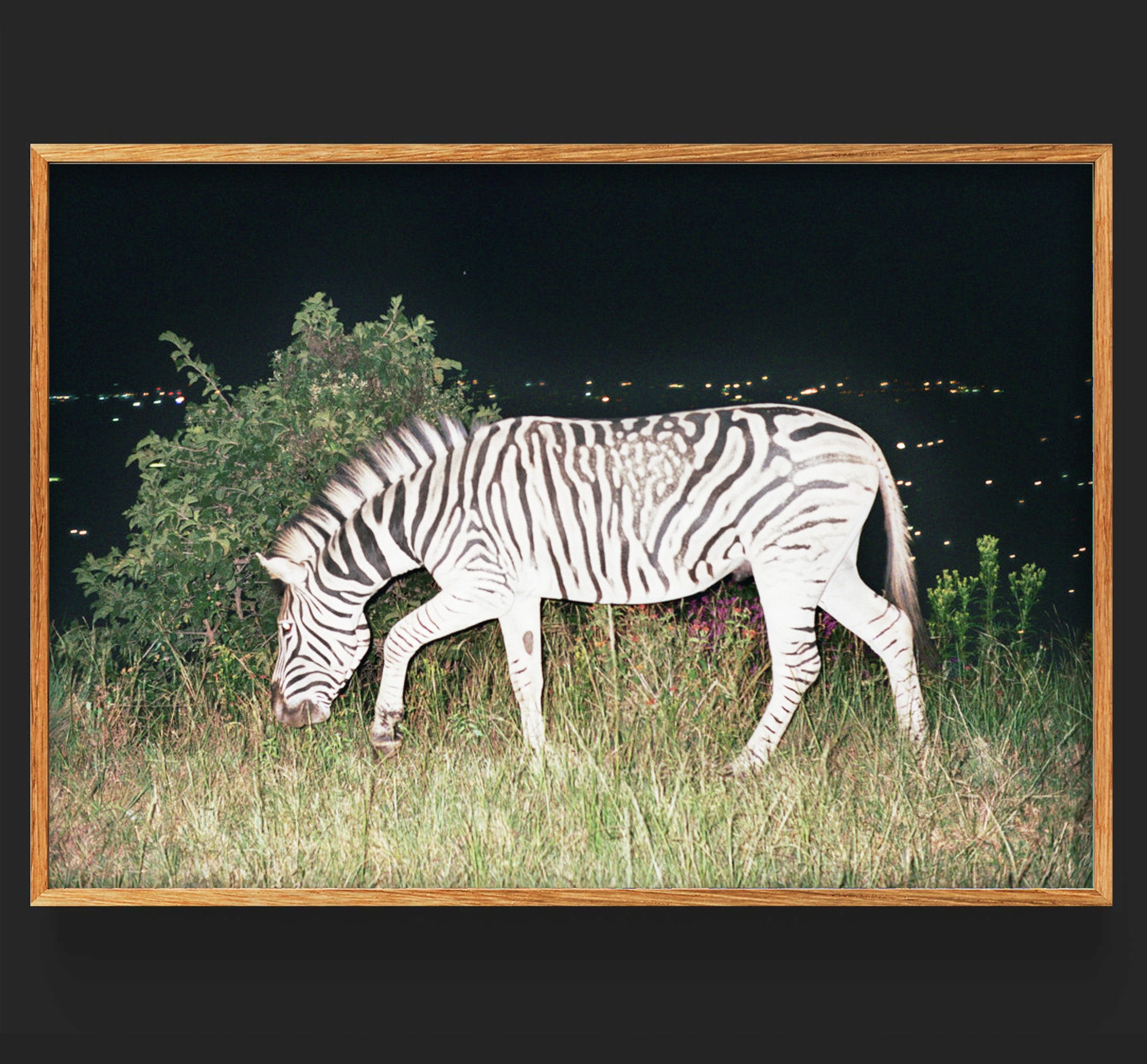 Why Zebras Don't Get Ulcers?